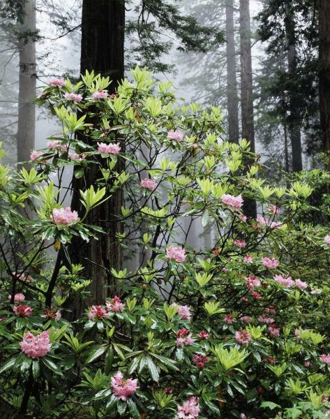CA Redwood trees with Rhododendron Flowers